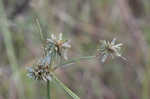 Royal flatsedge